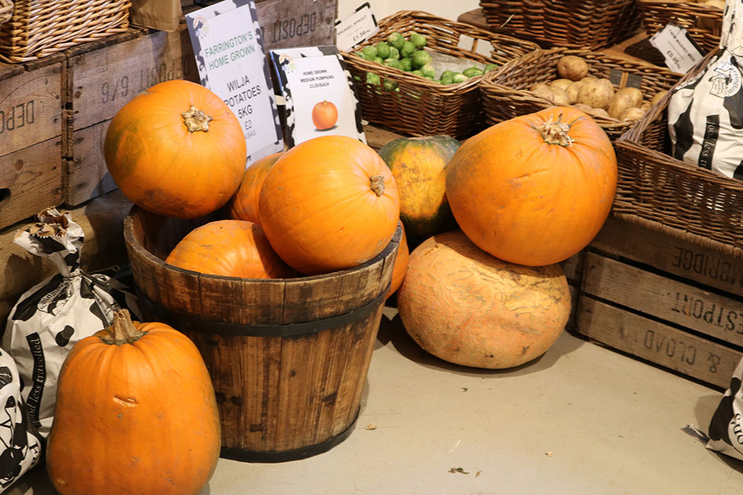 Pumpkin Picking in Somerset