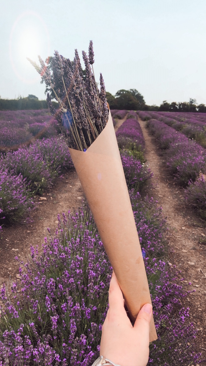 somerset lavender fields