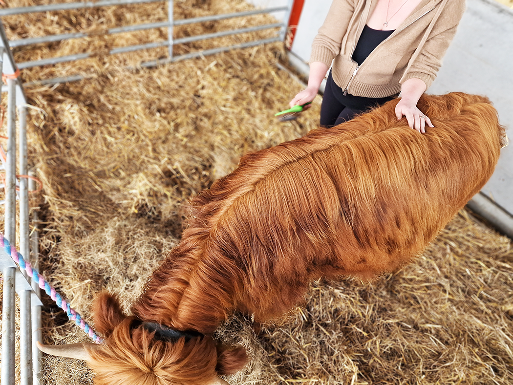 Woman brushing highland cow