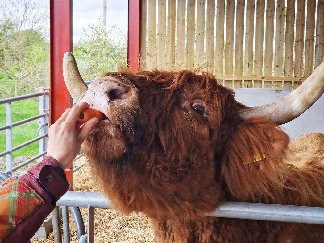 Feeding carrots to Highland cow