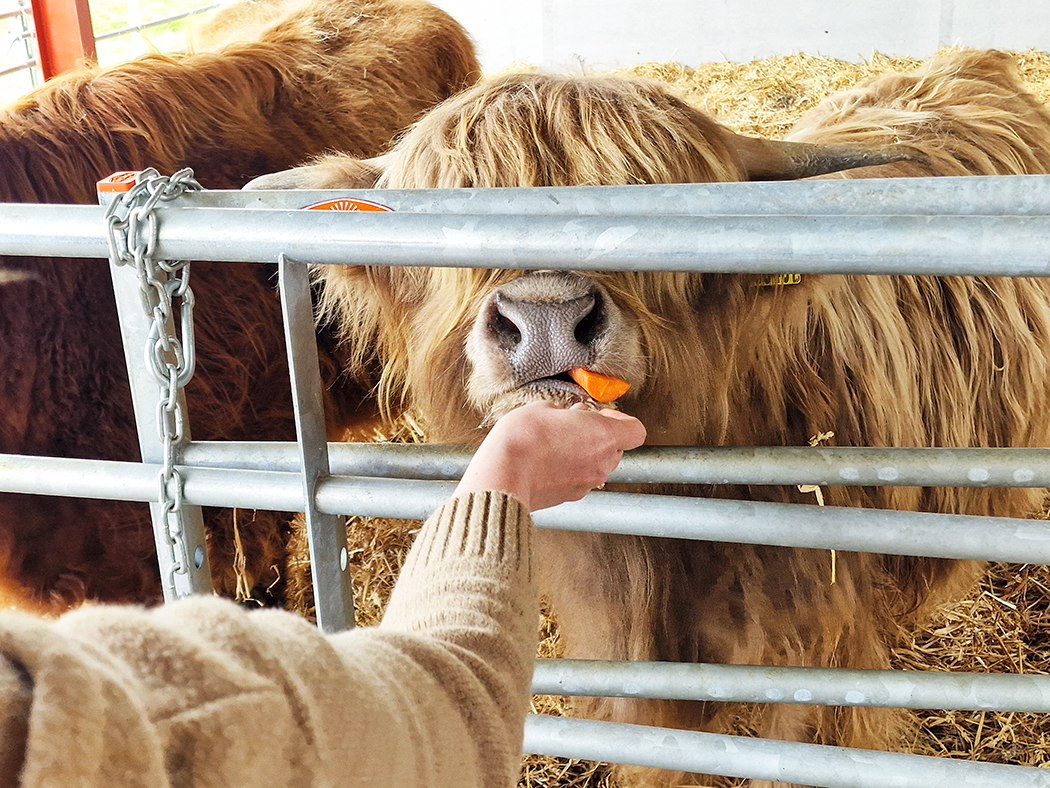 Highland cow eating carrot