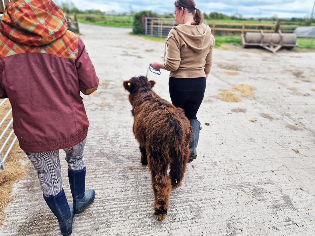 Woman walking a Highland cow experience somerset