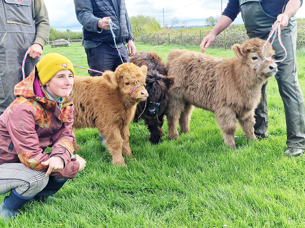 Baby Highland cows in field with farmers