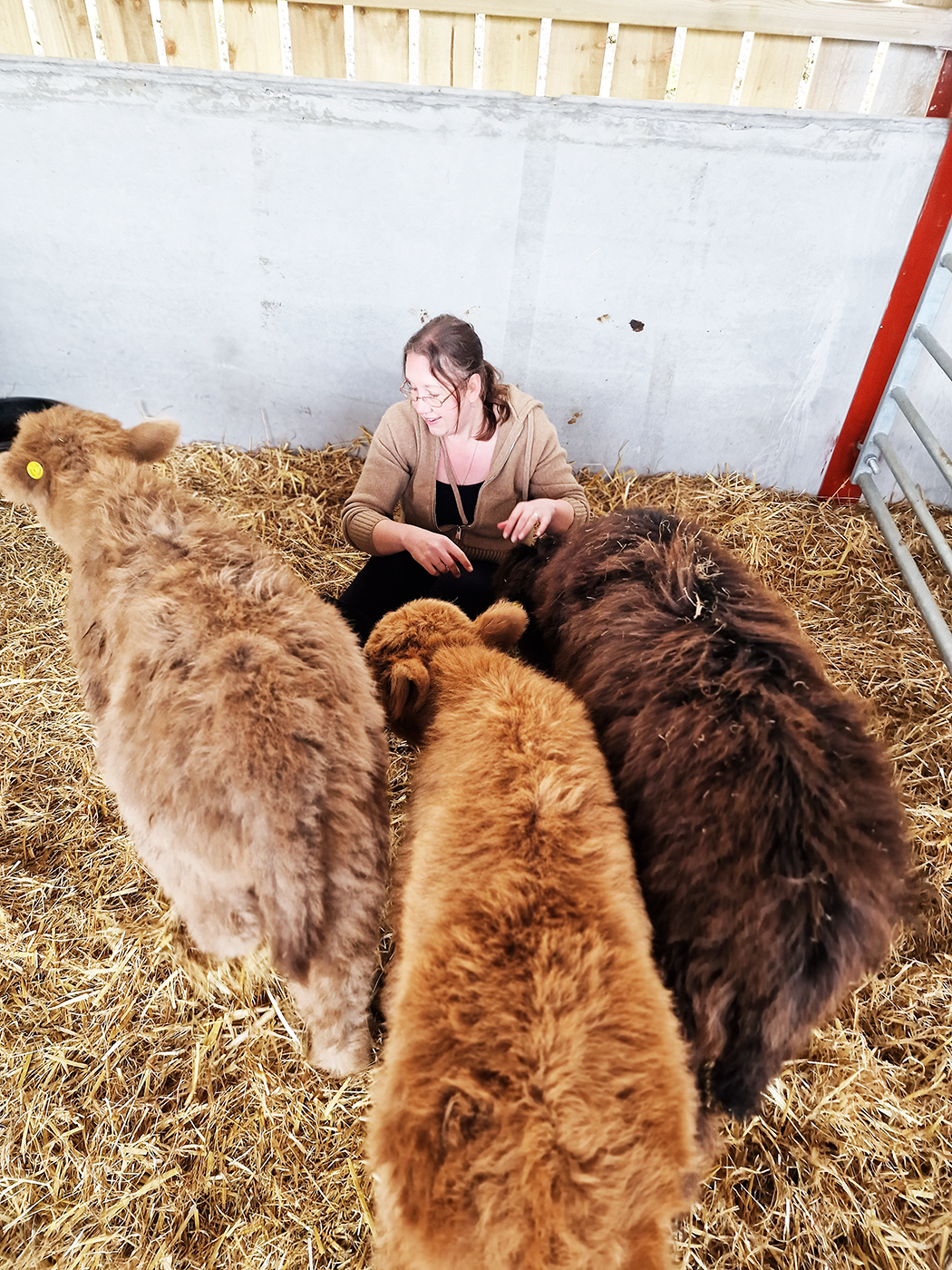 Woman cuddling baby highland cows in their pen