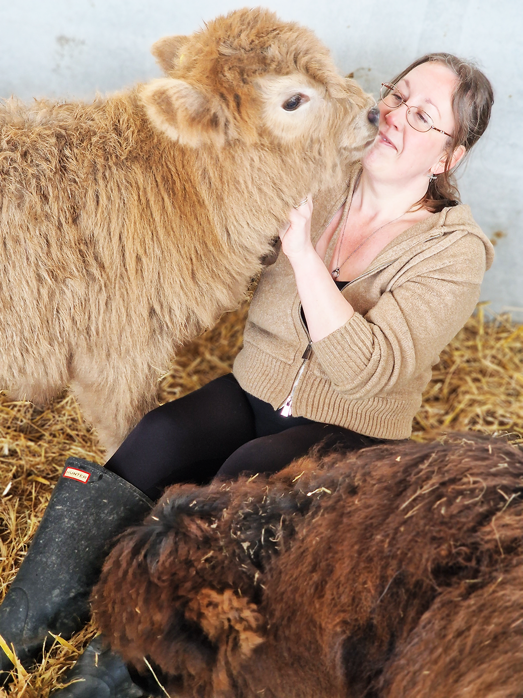 Highland cows up close