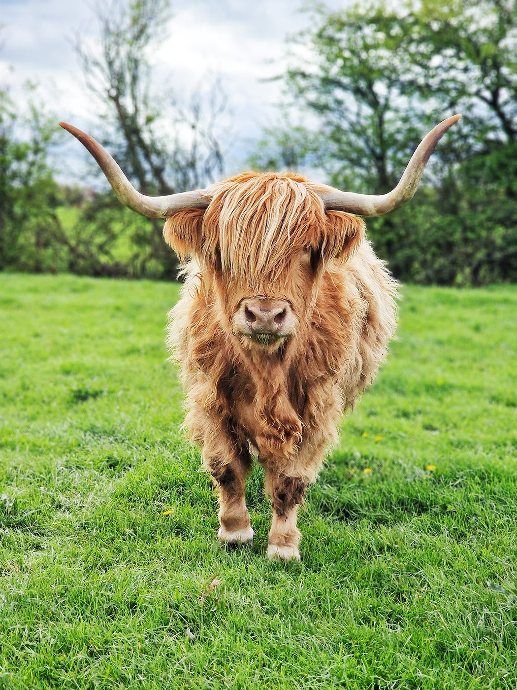 Somerset Highland cow experience