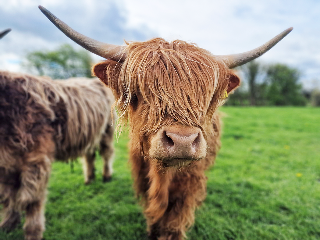 Highland cows in somerset field