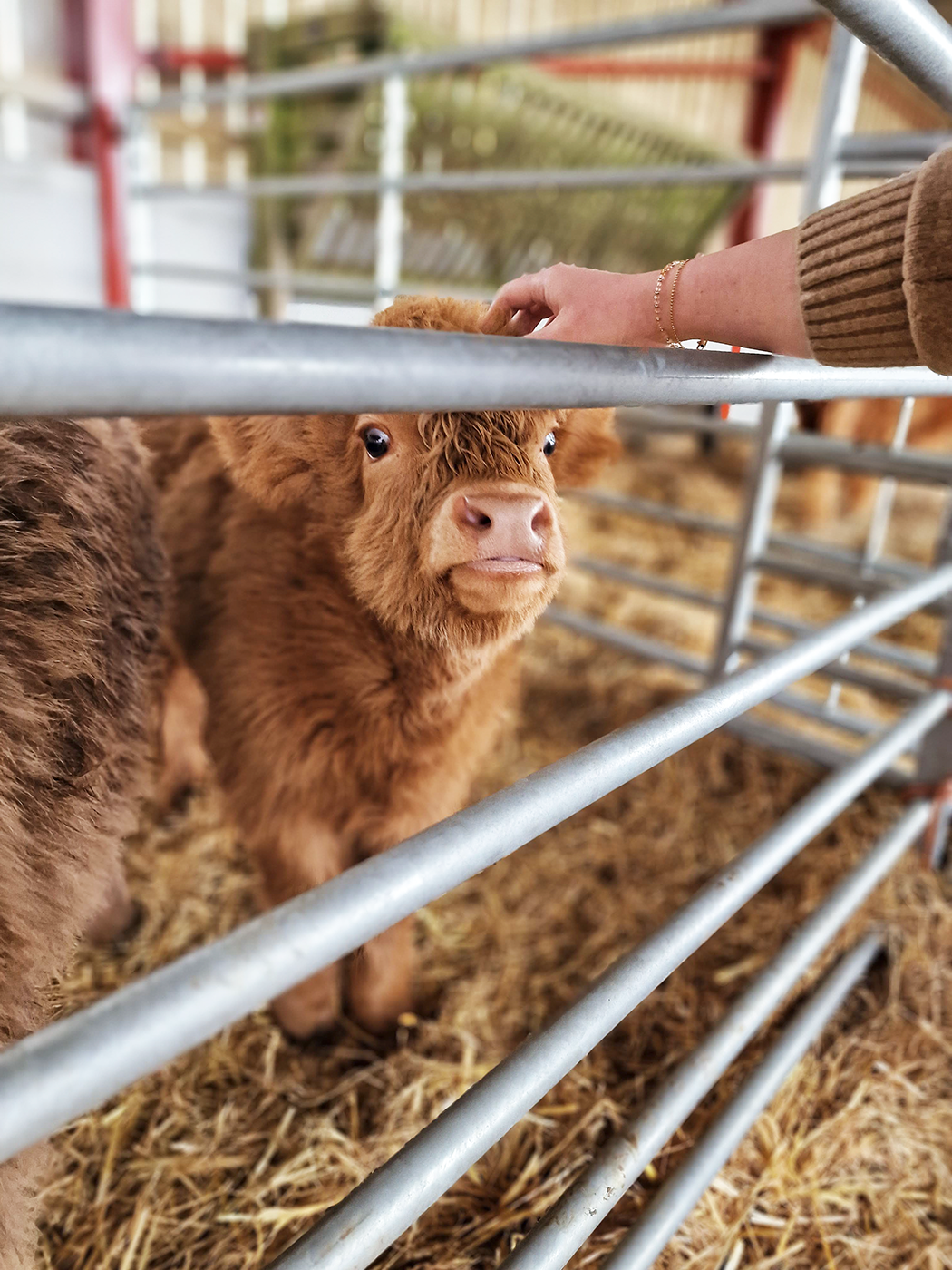 Cute Highland cows in Somerset