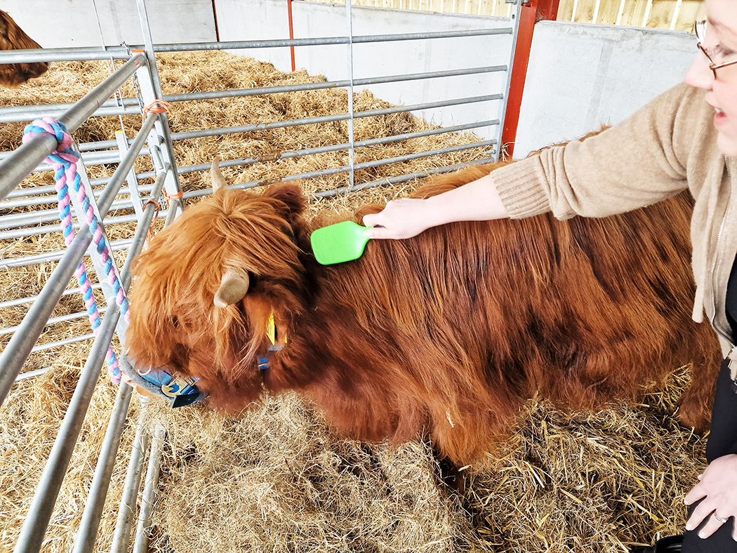 Woman brushing Highland cow