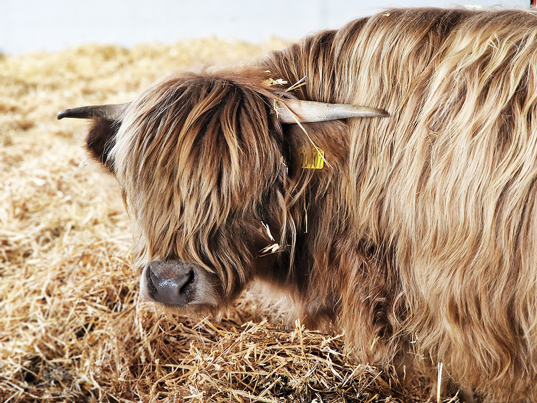 Highland cow experience uk