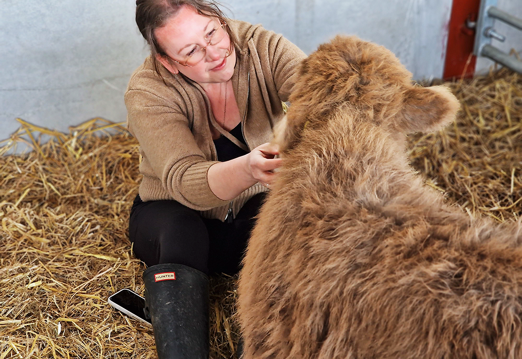 Cuddles with Highland cows