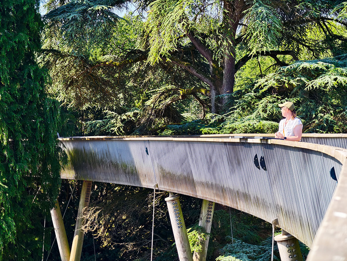 Treetop walk Westonbirt arboretum