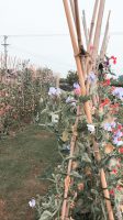 flower garden