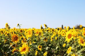 sunflower fields somerset