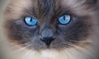 Low-Stress Pets for Busy People: Why Ragdolls Are a Great Fit