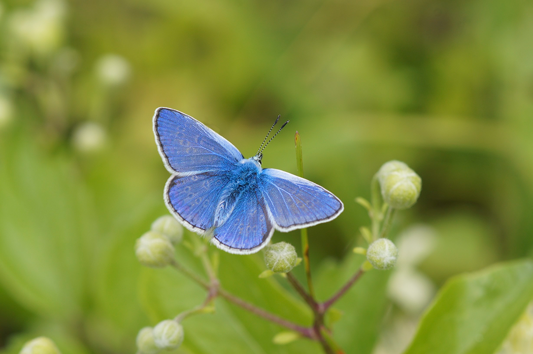 Blue butterfly in green field perched on small white flower