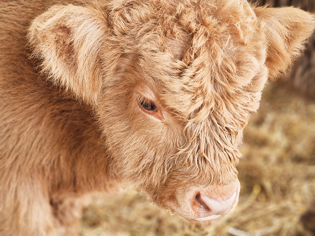 Baby Highland cow up close